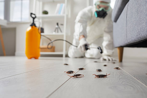 Post-Treatment Bed Bug Interceptor Monitoring in Pacific